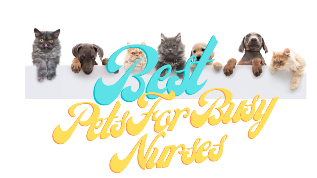 best-pets-for-busy-nurses-6-month-lpn-program-florida
